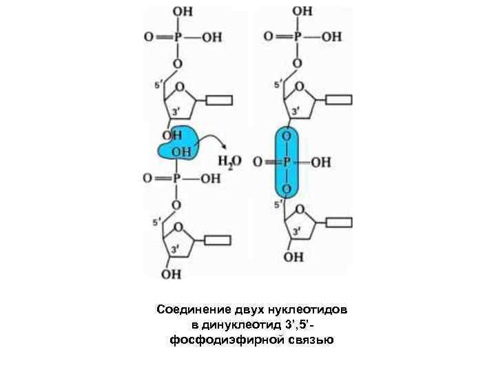 Соединение двух нуклеотидов в динуклеотид 3’, 5’- фосфодиэфирной связью 