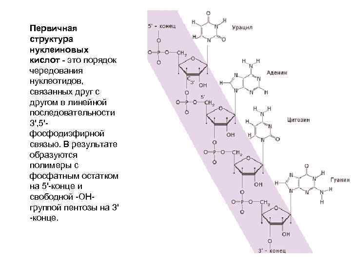 Первичная структура нуклеиновых кислот - это порядок чередования нуклеотидов, связанных друг с другом в