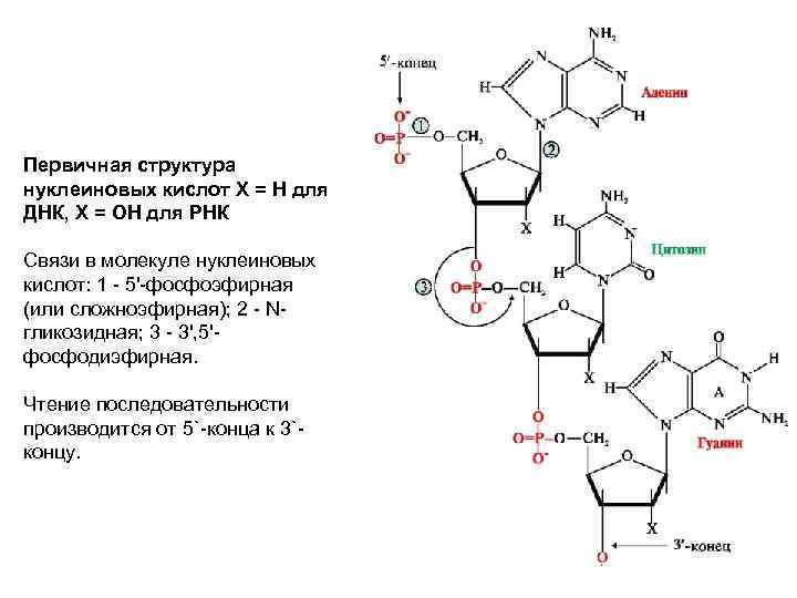 Первичная структура нуклеиновых кислот Х = Н для ДНК, Х = ОН для РНК