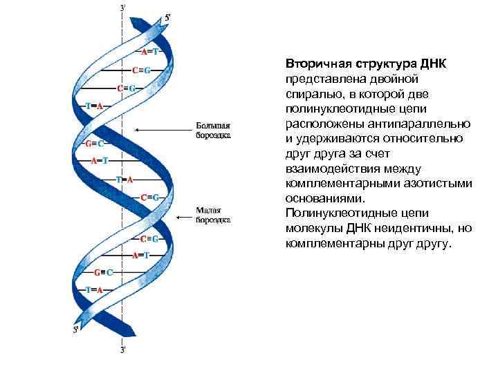 Вторичная структура ДНК представлена двойной спиралью, в которой две полинуклеотидные цепи расположены антипараллельно и