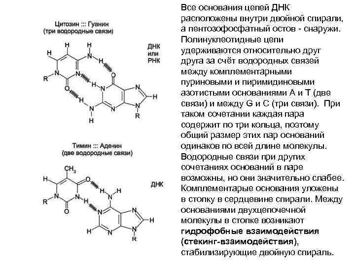 Гуанин и цитозин водородные связи