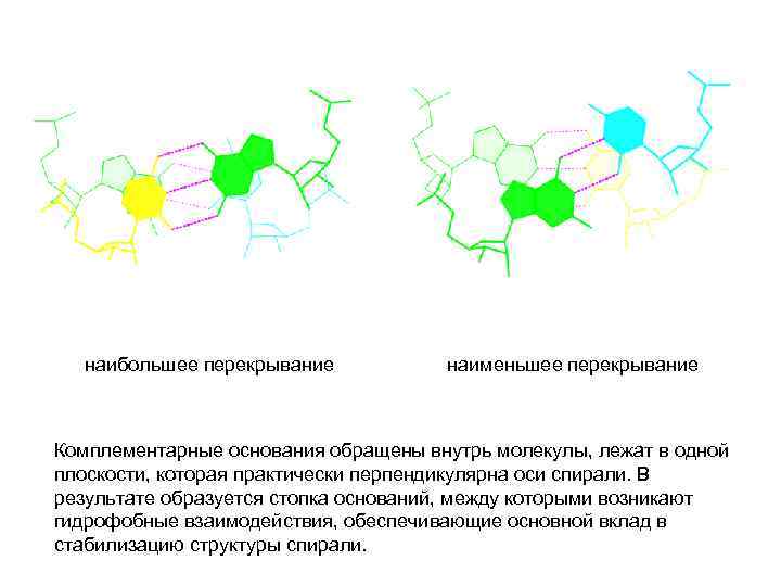 наибольшее перекрывание наименьшее перекрывание Комплементарные основания обращены внутрь молекулы, лежат в одной плоскости, которая