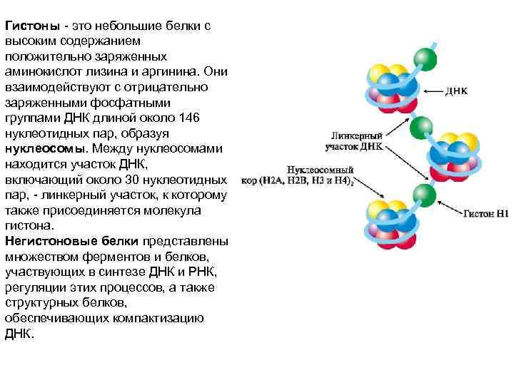 Гистоны - это небольшие белки с высоким содержанием положительно заряженных аминокислот лизина и аргинина.