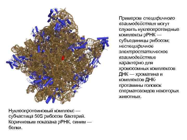 Примером специфичного взаимодействия могут служить нуклеопротеидные комплексы р. РНК — субъединицы рибосом; неспецифичное электростатическое