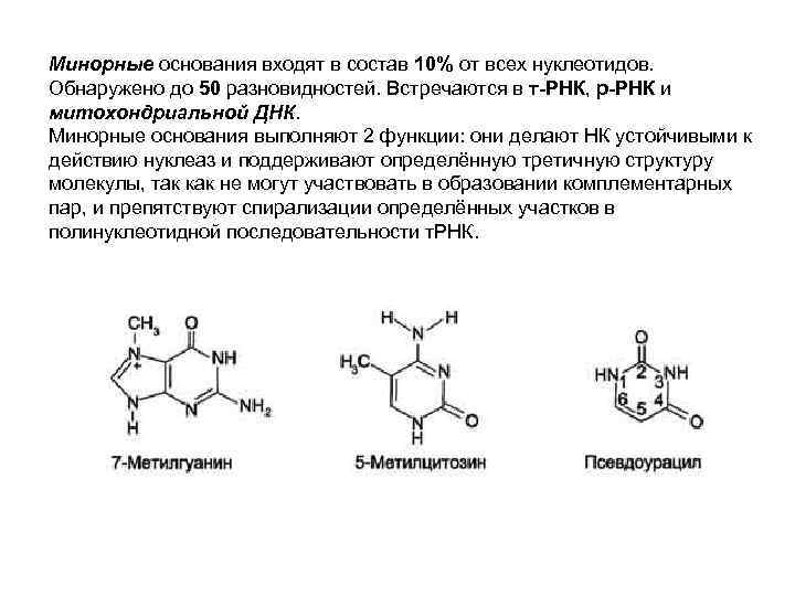 Минорные основания входят в состав 10% от всех нуклеотидов. Обнаружено до 50 разновидностей. Встречаются