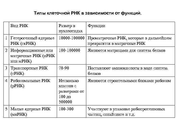 Типы клеточной РНК в зависимости от функций. Вид РНК 1 Гетерогенный ядерные РНК (гя.