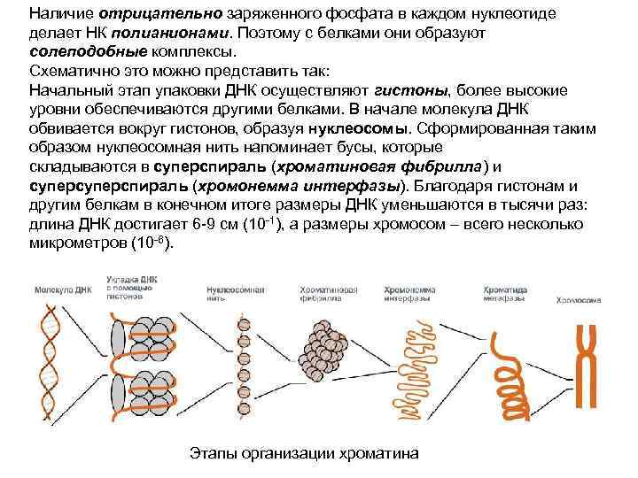 Наличие отрицательно заряженного фосфата в каждом нуклеотиде делает НК полианионами. Поэтому с белками они