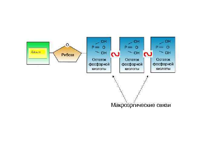  Макроэргические связи 