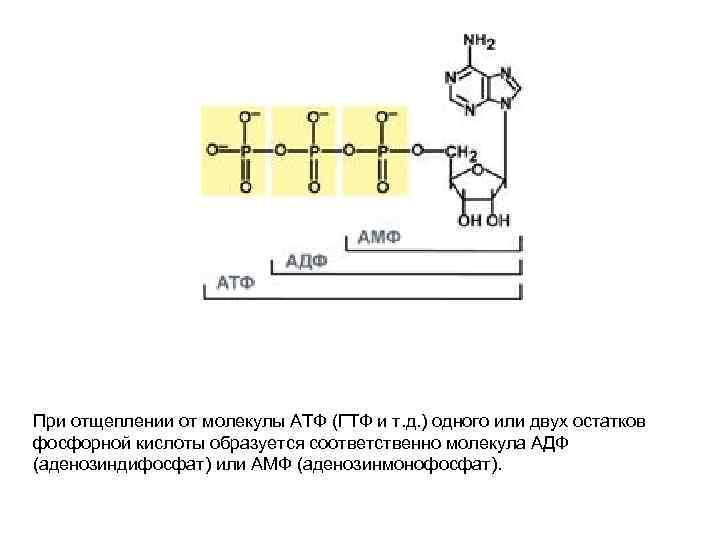 При отщеплении от молекулы АТФ (ГТФ и т. д. ) одного или двух остатков