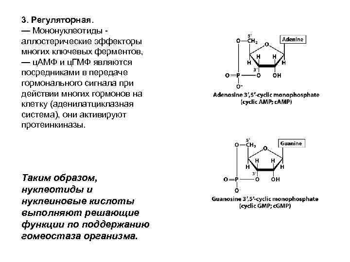 3. Регуляторная. — Мононуклеотиды - аллостерические эффекторы многих ключевых ферментов, — ц. АМФ и