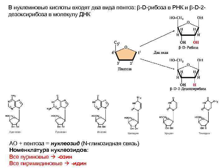 Пентоза ДНК. Пентоза ДНК И РНК. Номенклатура нуклеозидов. Дезоксирибоза в ДНК.