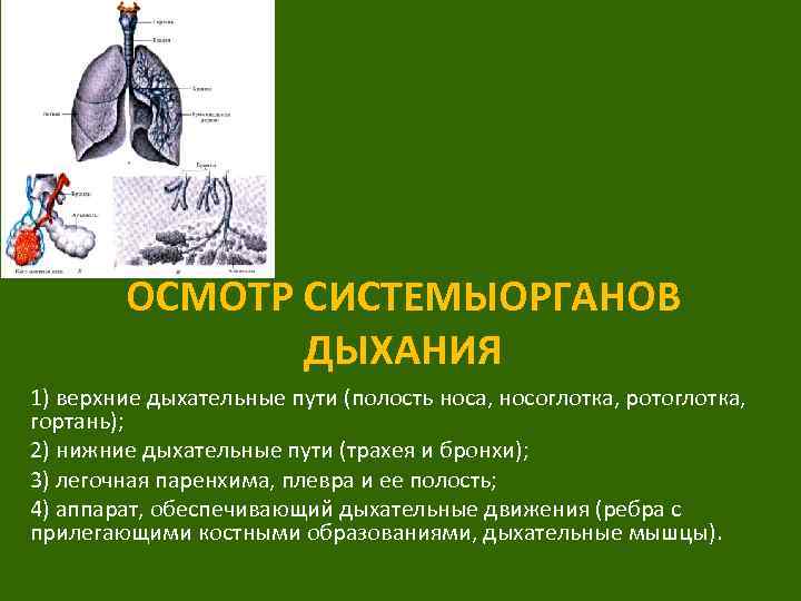 ОСМОТР СИСТЕМЫОРГАНОВ ДЫХАНИЯ 1) верхние дыхательные пути (полость носа, носоглотка, ротоглотка, гортань); 2) нижние