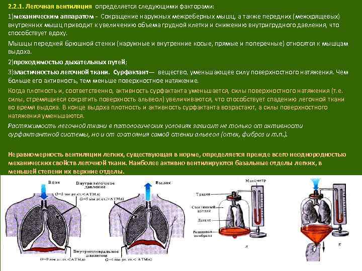 2. 2. 1. Легочная вентиляция определяется следующими факторами: 1)механическим аппаратом Сокращение наружных межреберных мышц,