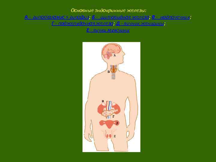 Основные эндокринные железы: А - гипоталамус + гипофиз; Б - щитовидная железа; В -