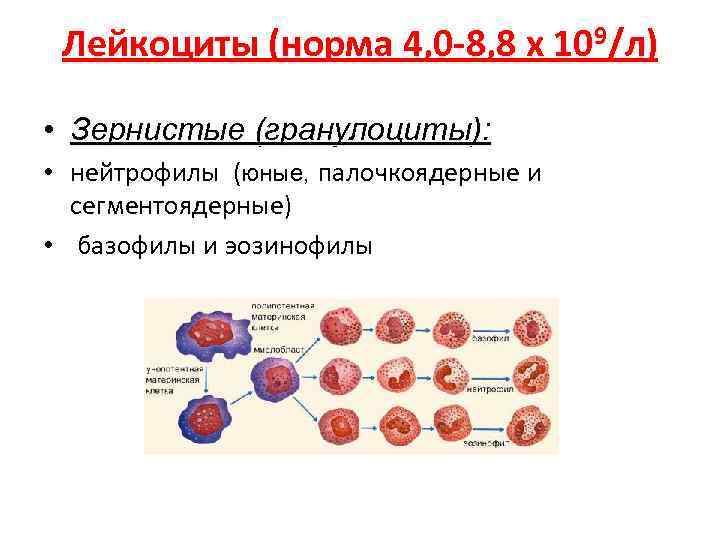 Сколько должно быть лейкоцитов в крови норма. Норма лейкоцитов в крови. Лейкоциты в крови 8 это норма. Лейкоциты 4.0. Палочкоядерные лейкоциты в крови норма у женщин.