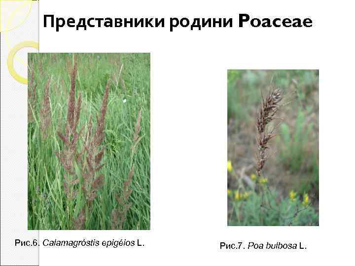 Представники родини Poaceae Рис. 6. Calamagróstis epigéios L. Рис. 7. Poa bulbosa L. 