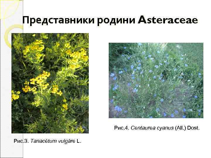 Представники родини Asteraceae Рис. 4. Centaurea cyanus (All. ) Dost. Рис. 3. Tanacétum vulgáre