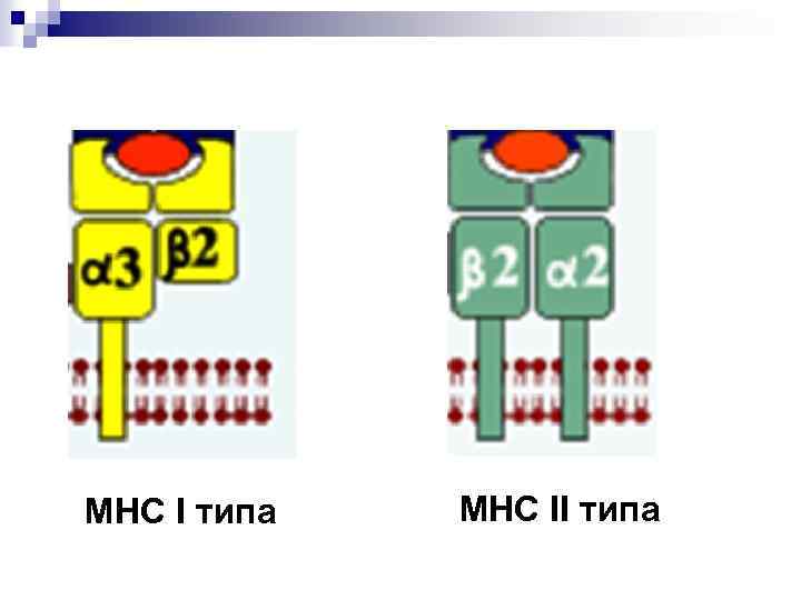 МНС I типа МНС II типа 
