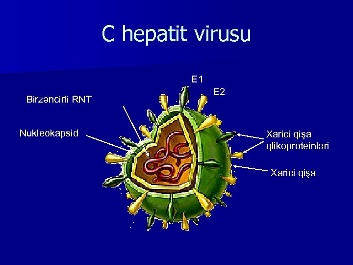 C hepatit virusu Е 1 Birzəncirli RNT Nukleokapsid Е 2 Xarici qişa qlikoproteinləri Xarici