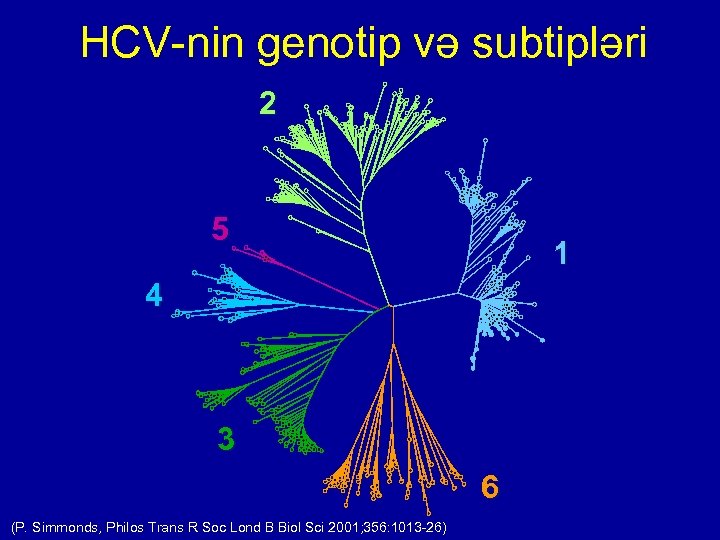  HCV-nin genotip və subtipləri 2 5 1 4 3 6 (P. Simmonds, Philos