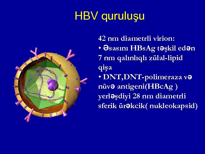  HBV quruluşu 42 nm diametrli virion: • Əsasını HBs. Ag təşkil edən 7