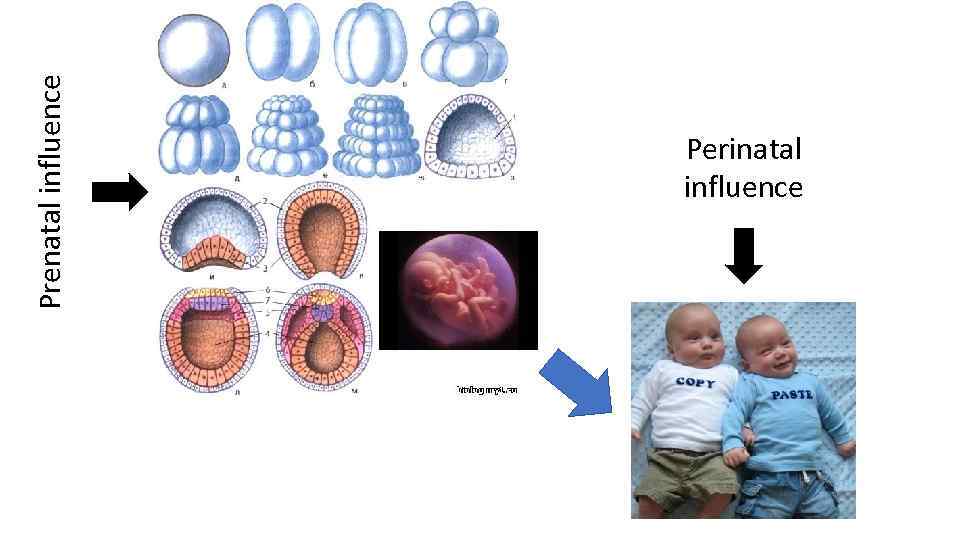 Prenatal influence Perinatal influence 