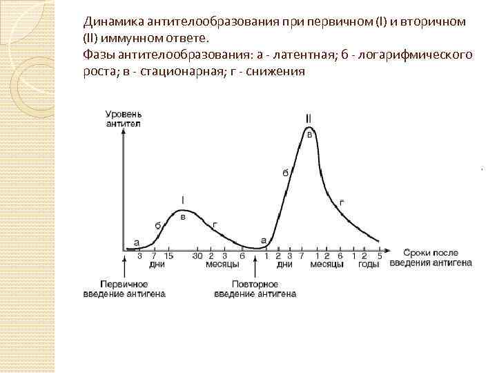 Динамика антителообразования при первичном (I) и вторичном (II) иммунном ответе. Фазы антителообразования: а -