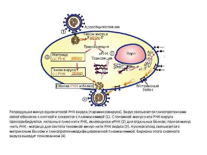 Репродукция минус-однонитевой РНК вируса (парамиксовируса). Вирус связывается гликопротеинами своей оболочки с клеткой и сливается