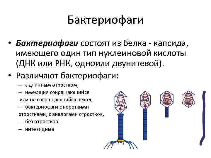 Бактериофаги • Бактериофаги состоят из белка - капсида, имеющего один тип нуклеиновой кислоты (ДНК