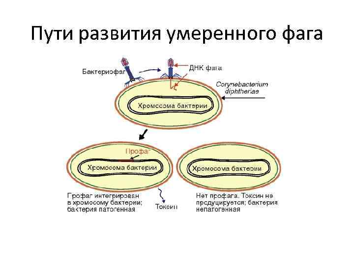 Пути развития умеренного фага 