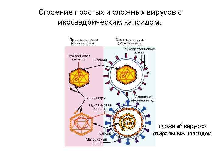Строение простых и сложных вирусов с икосаэдрическим капсидом. сложный вирус со спиральным капсидом 