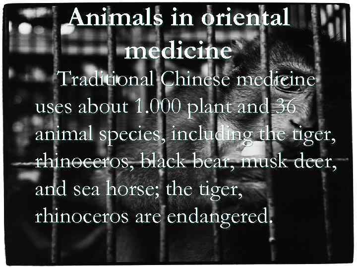 Animals in oriental medicine Traditional Chinese medicine uses about 1. 000 plant and 36