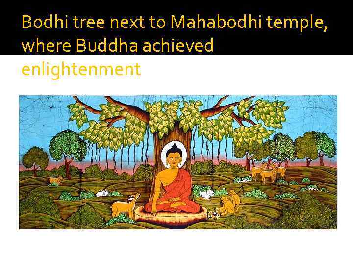 Bodhi tree next to Mahabodhi temple, where Buddha achieved enlightenment 
