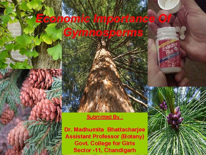 Economic Importance Of Gymnosperms Submitted By : Dr. Madhumita Bhattacharjee Assistant Professor (Botany) Govt.