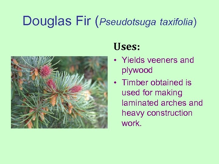 Douglas Fir (Pseudotsuga taxifolia) Uses: • Yields veeners and plywood • Timber obtained is