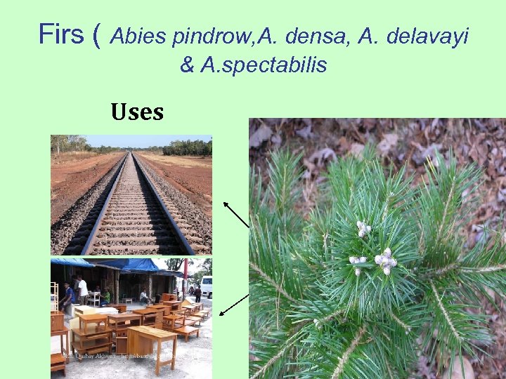 Firs ( Abies pindrow, A. densa, A. delavayi & A. spectabilis Uses 