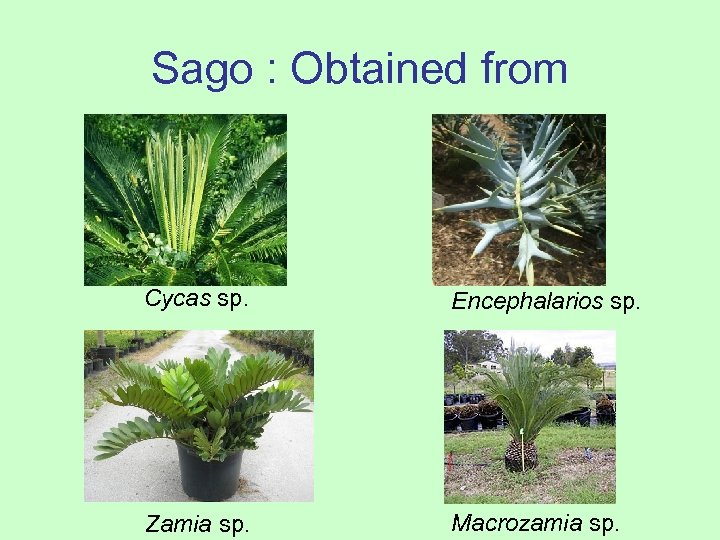 Sago : Obtained from Cycas sp. Encephalarios sp. Zamia sp. Macrozamia sp. 