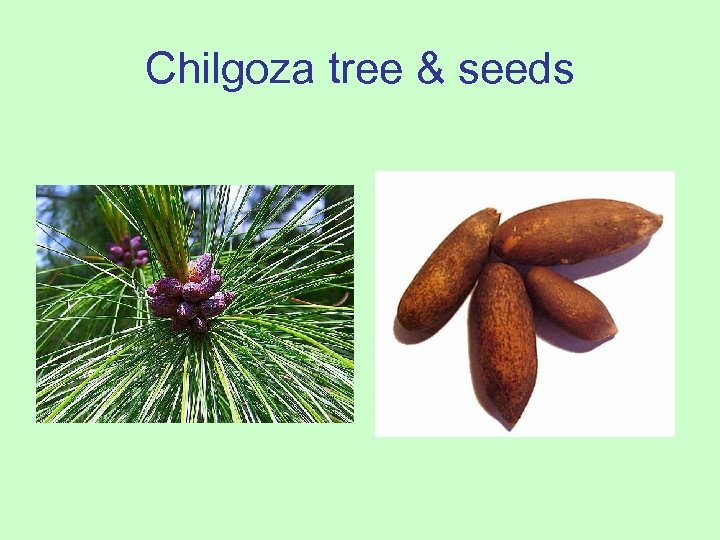 Chilgoza tree & seeds 
