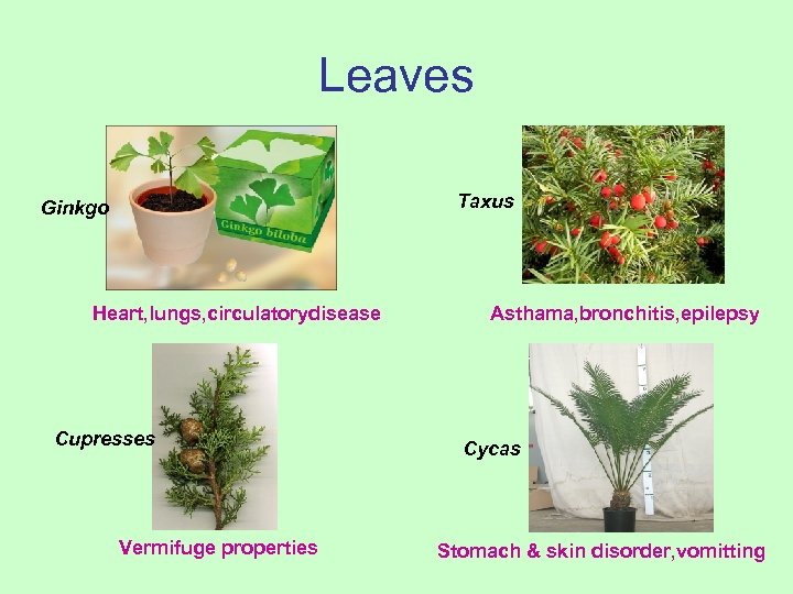 Leaves Taxus Ginkgo Heart, lungs, circulatorydisease Cupresses Vermifuge properties Asthama, bronchitis, epilepsy Cycas Stomach