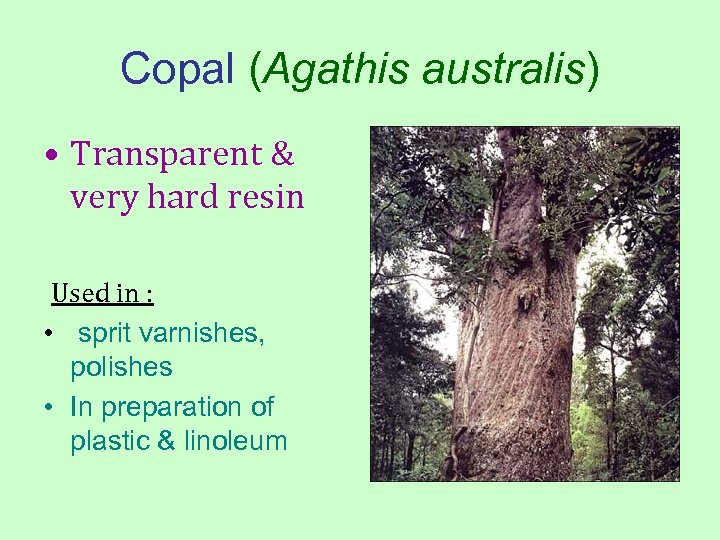 Copal (Agathis australis) • Transparent & very hard resin Used in : • sprit