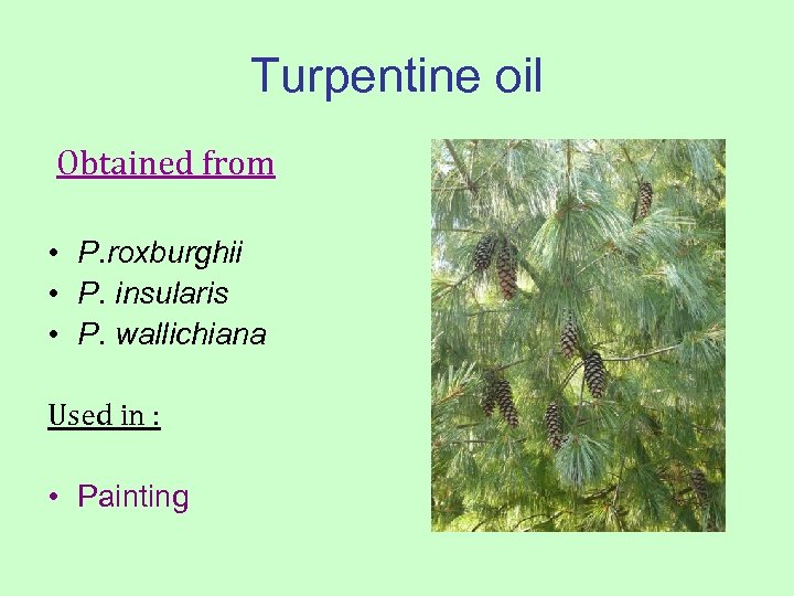 Turpentine oil Obtained from • P. roxburghii • P. insularis • P. wallichiana Used