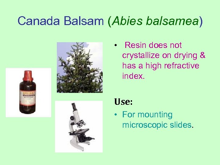 Canada Balsam (Abies balsamea) • Resin does not crystallize on drying & has a
