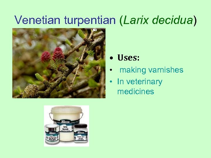 Venetian turpentian (Larix decidua) • Uses: • making varnishes • In veterinary medicines 