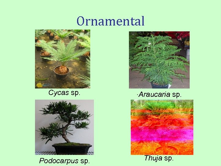 Ornamental Cycas sp. . Araucaria sp. Podocarpus sp. Thuja sp. 