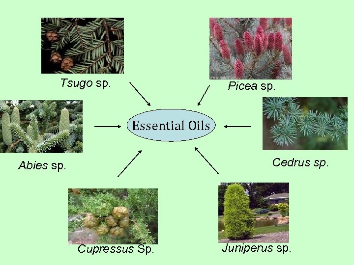 Tsugo sp. Picea sp. Essential Oils Cedrus sp. Abies sp. Cupressus Sp. Juniperus sp.