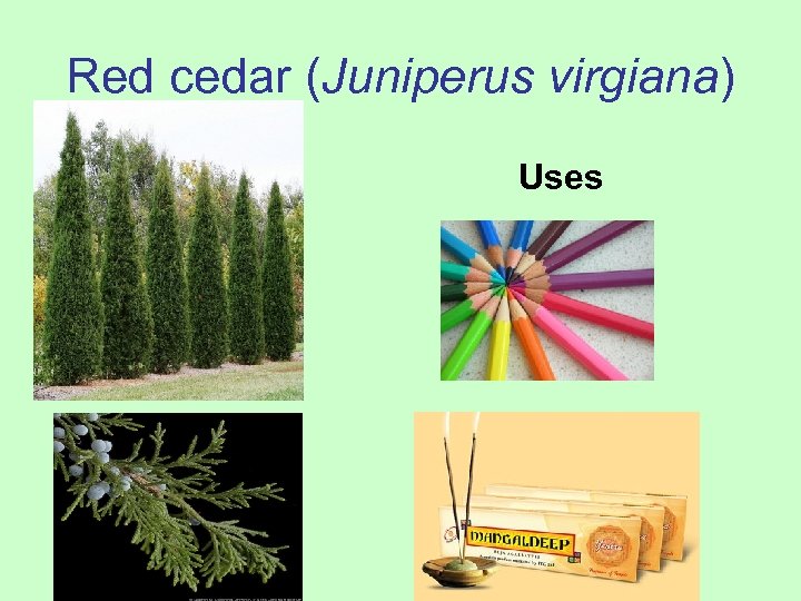 Red cedar (Juniperus virgiana) Uses 