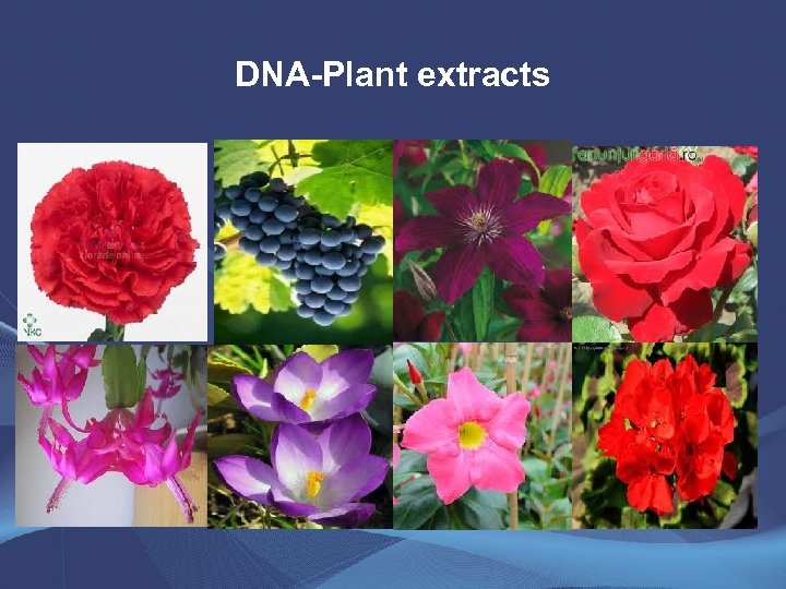 DNA-Plant extracts 