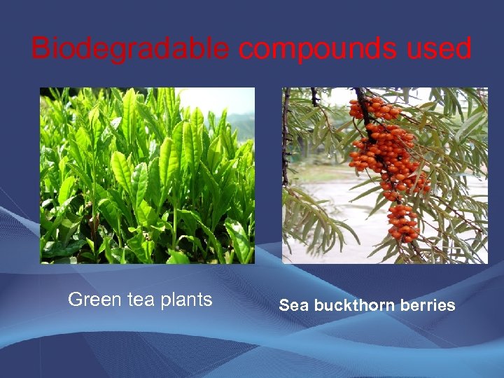 Biodegradable compounds used Green tea plants Sea buckthorn berries 
