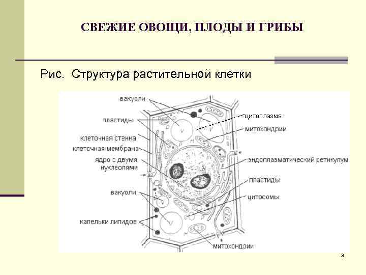 Укажите клетки. Структура растительной клетки рис 1. Растительная клетка цитология. Растительная клетка цитология рисунок с подписями. Строение клетки высшего растения строение.