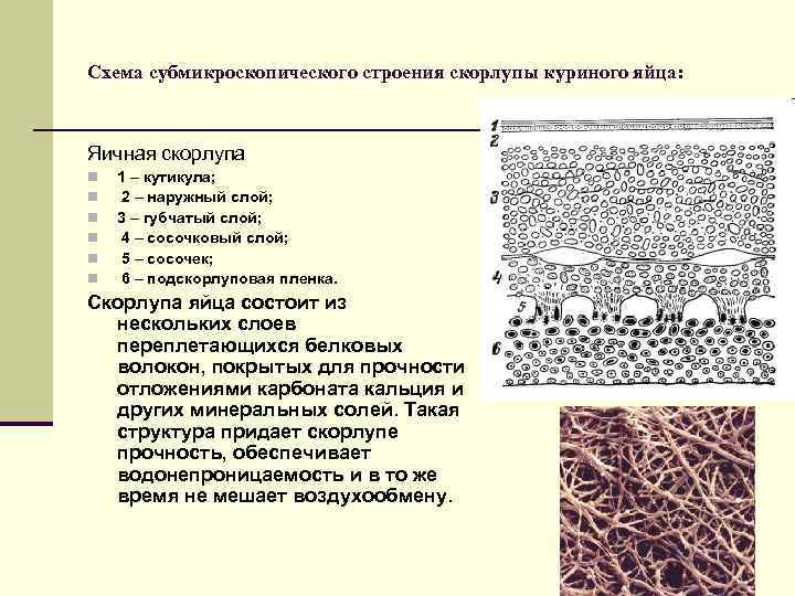Схема субмикроскопического строения скорлупы куриного яйца: Яичная скорлупа n n n 1 – кутикула;